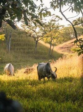 Cows in a field Stock Photos