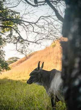 Cows in a field Stock Photos