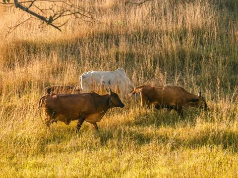Cows in a field Stock Photos