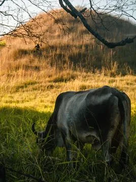 Cows in a field Stock Photos
