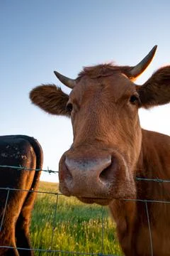 Cows in a field Stock Photos