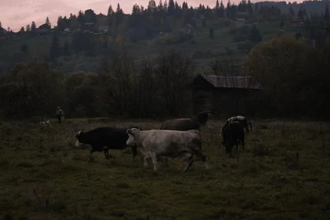 Cows in the field Foto stock