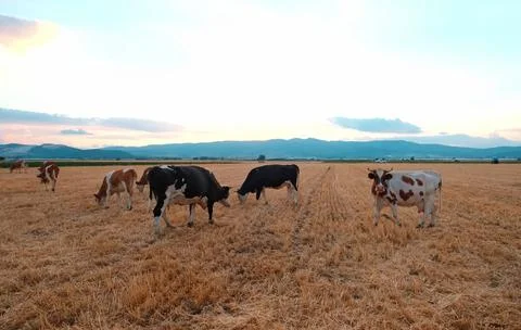 Cows in the field Stock Photos