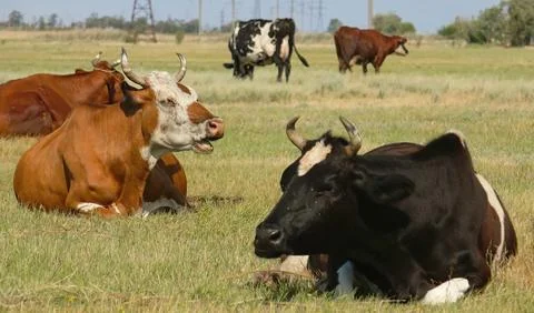 Cows on the field Stock Photos