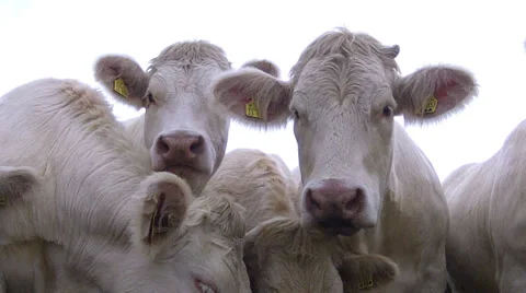 Cows on the field pose for camera. Stock Footage 33790243