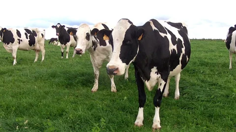 Cows on the field pose for camera. Stock Footage 34417420