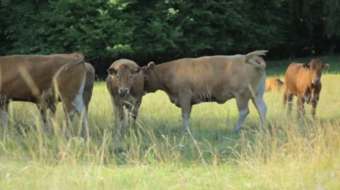 Cows on the field pose for camera Stock Footage 42761328