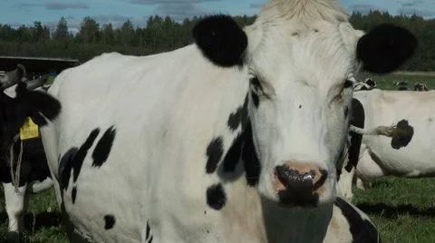 Cows on the field pose for camera Stock Footage 67532169