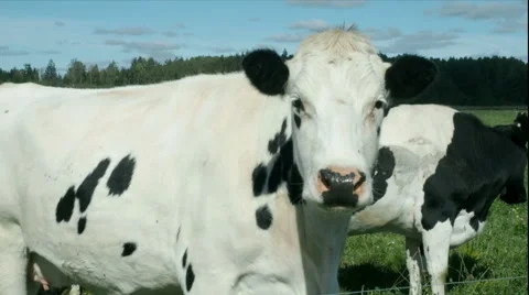 Cows on the field pose for camera Stock Footage 67532426