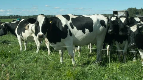 Cows on the field pose for camera Stock Footage 67532617