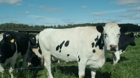 Cows on the field pose for camera Stock Footage 67532768