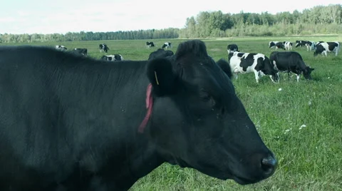 Cows on the field pose for camera Stock Footage 67533752
