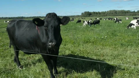 Cows on the field pose for camera Stock Footage 67533776