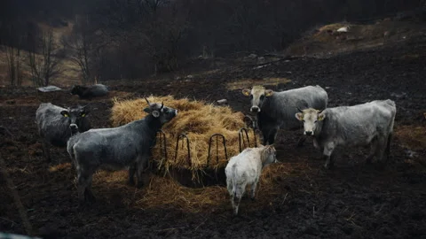Cows in a field on a rainy day Stock Footage 235634871