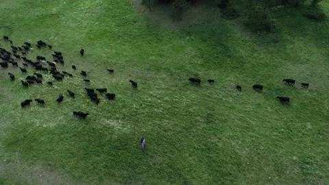 Cows in a field with ranchers Video stock 194164825