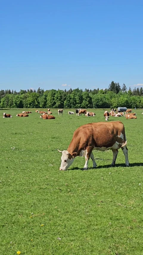 Cows in field with red barn. Summer pasture landscape and outdoors activity Stock Footage 315214006