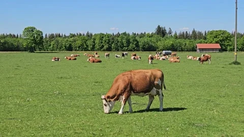 Cows in field with red barn. Summer pasture landscape and outdoors activity Stock Footage 315214222