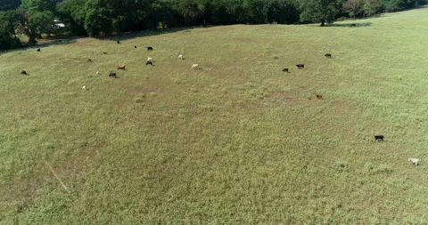 Cows in a field in rural Texas Stock Footage 150137247