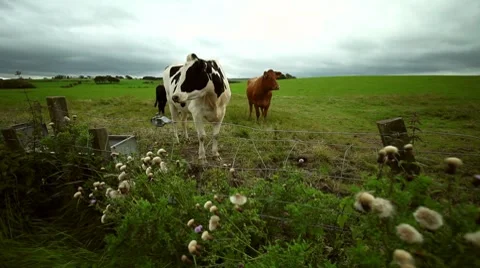 Cows in field, Scotland Stock Footage 8004498