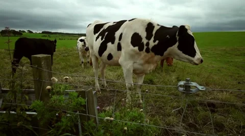 Cows in field, Scotland Stock Footage 8007471