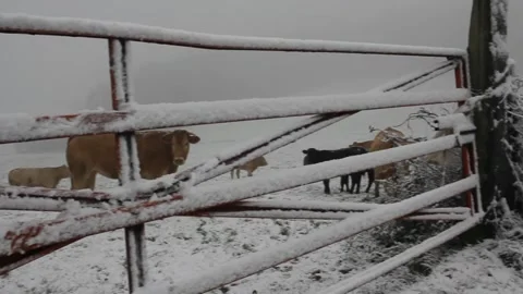 Cows in a field with snow and cold Stock Footage 325682545