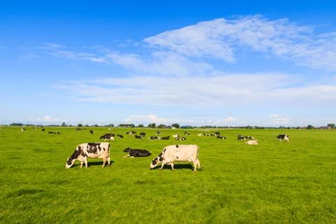 Cows in field in summer Stock Photos