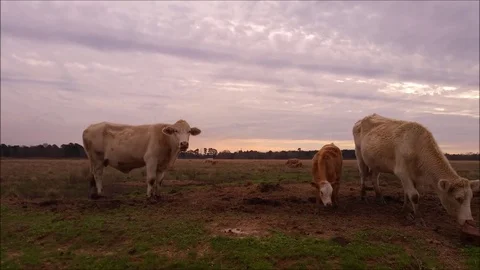 Cows in a field at sunset Stock Footage 72193052