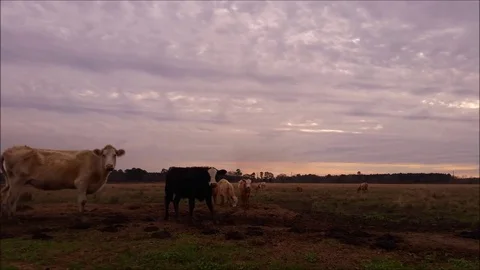 Cows in a field at sunset Stock Footage 72193238