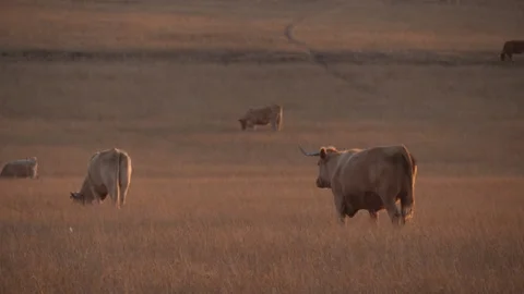 Cows in field at sunset Stock Footage 138251619