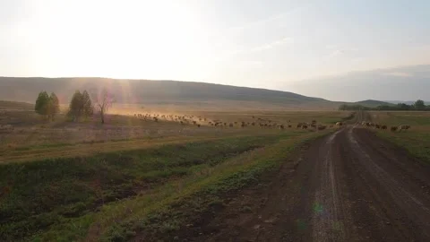 Cows in a field at sunset Stock Footage 246602428