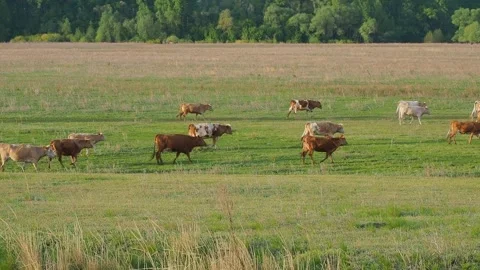 Cows in a field at sunset Stock Footage 246602429