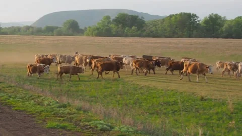 Cows in a field at sunset Stock Footage 246602430