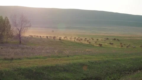 Cows in a field at sunset Stock Footage 246602431
