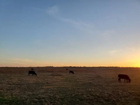 Cows in a field at sunset Foto stock
