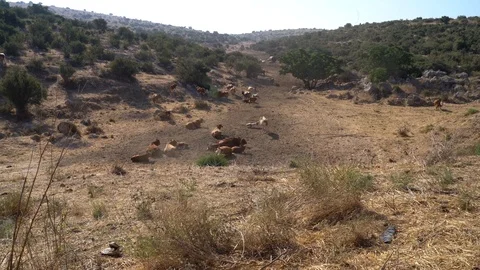 Cows in field time laps fast motion meet Stock Footage 113830325