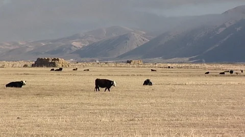 Cows in Field in Utah Stock Footage 93366151