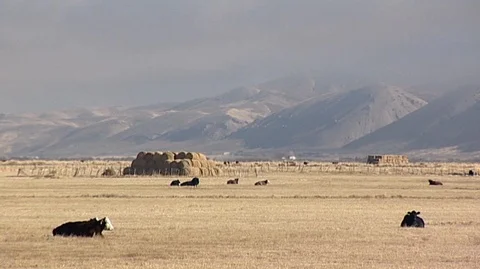 Cows in Field in Utah Stock Footage 93654395
