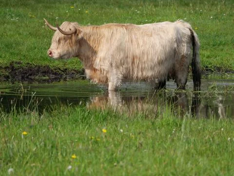 Cows on a field in westphalia Foto stock