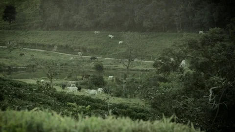 Cows fields agriculture meadow Stock Footage 98676308