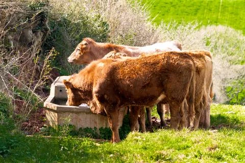 Cows in the fields and meadows of Devon, England, Europe. Stock-Fotos