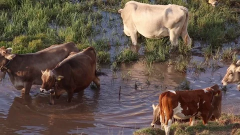 Cows on the fields in Dolomites Stock Footage 70155666