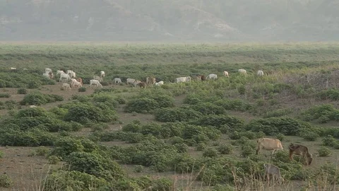 Cows in fields Stock Footage 79669389
