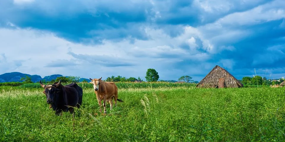 Cows in the fields of Viñales, Cuba. Stock Photos
