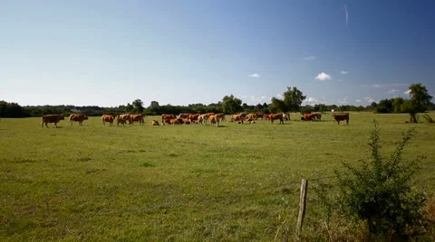 Cows Fields wide Stock Footage 57735791