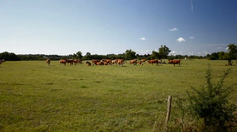 Cows Fields wide2 Stock-Footage 57735754