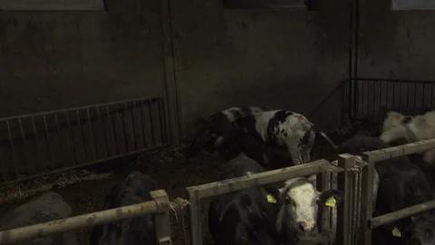 Cows Fight in Barn Stock Footage 74480340