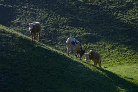 Cows fighting at mountain Stock Photos