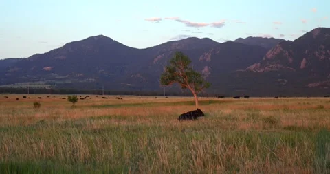 Cows Flatirons Front Range Boulder Chautauqua Park morning sunrise aerial drone Stock Footage 316403018