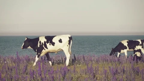 Cows in flower field by the ocean Stock Footage