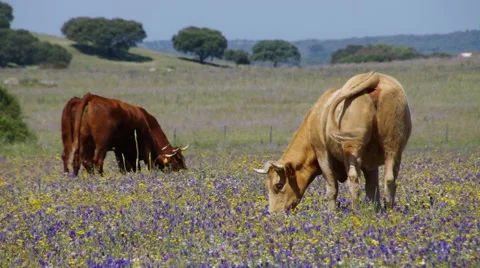 Cows on a flower meadow Stock Footage 58893746